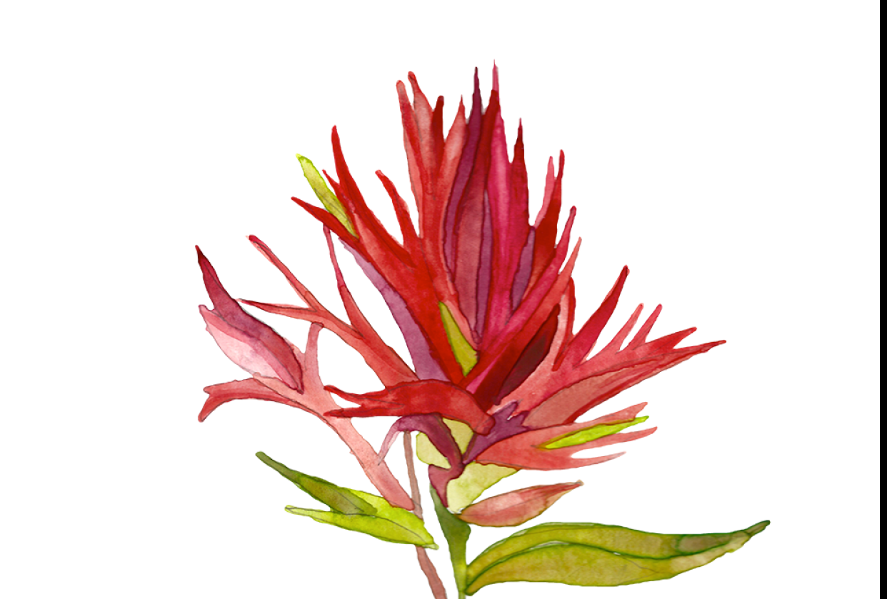 Digitizing Watercolor and Ink - student project