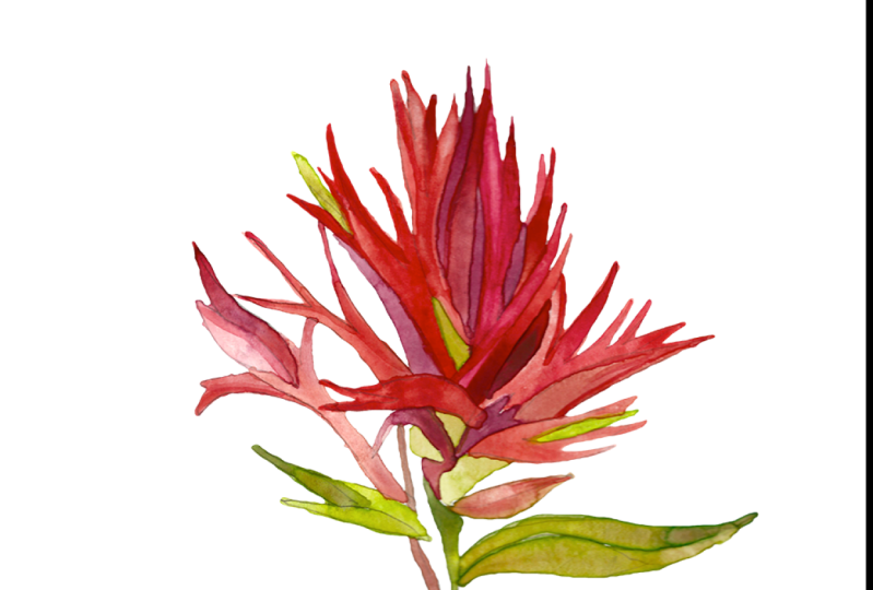 Digitizing Watercolor and Ink