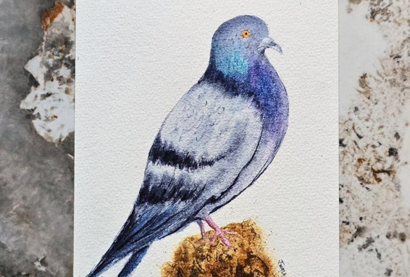 Watercolor Pigeon