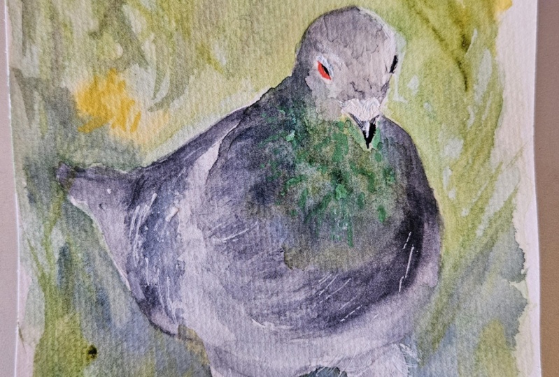Plump NY pigeon
