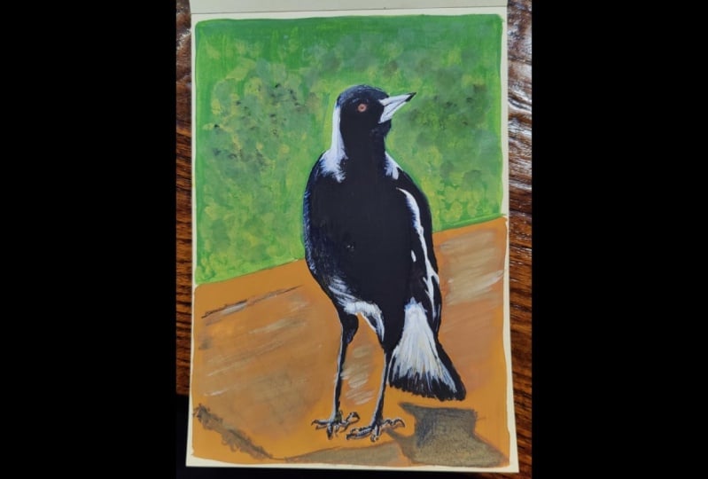 Magpie in gouache