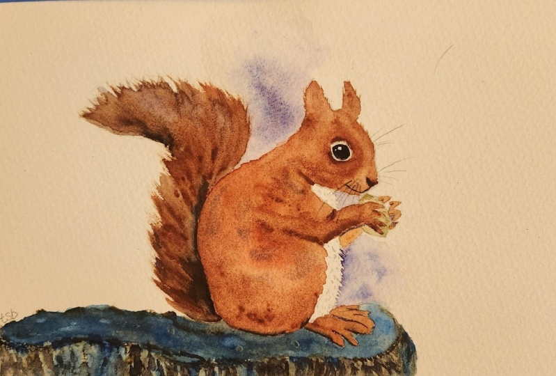 Red Squirrel