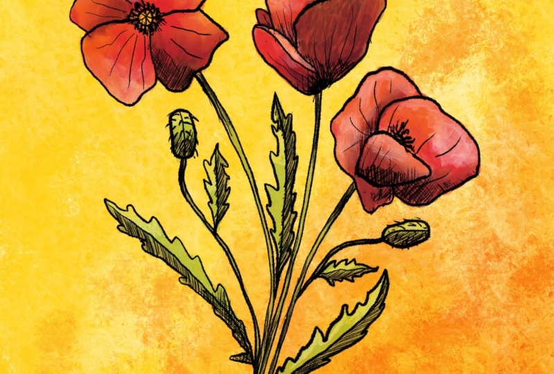 Poppies