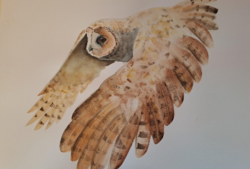 Eule im Flug