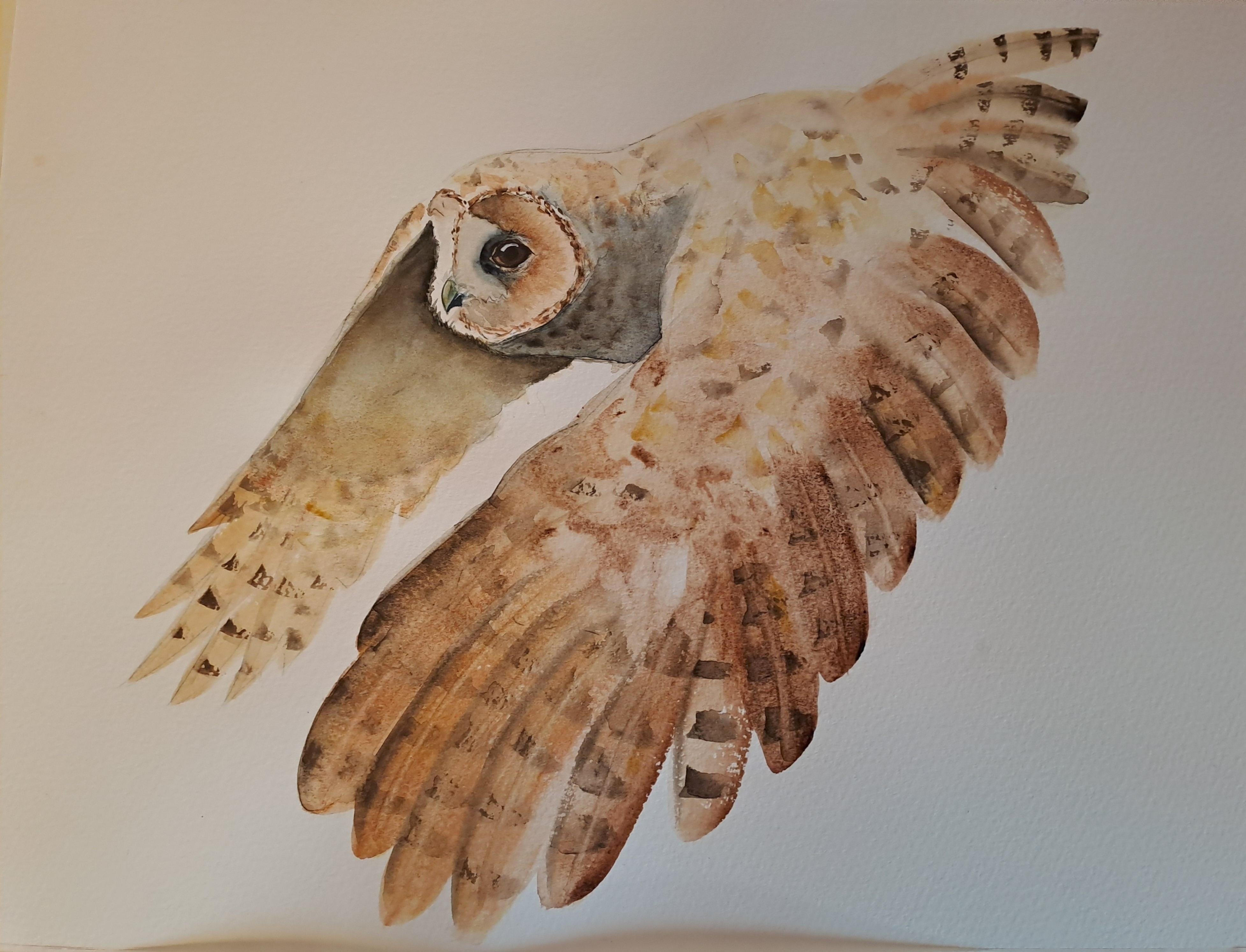 Eule im Flug - student project