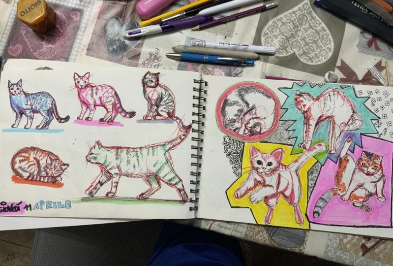 Cats poses