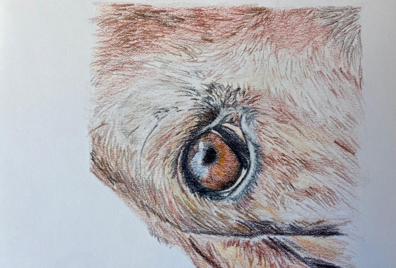 Dog's eye