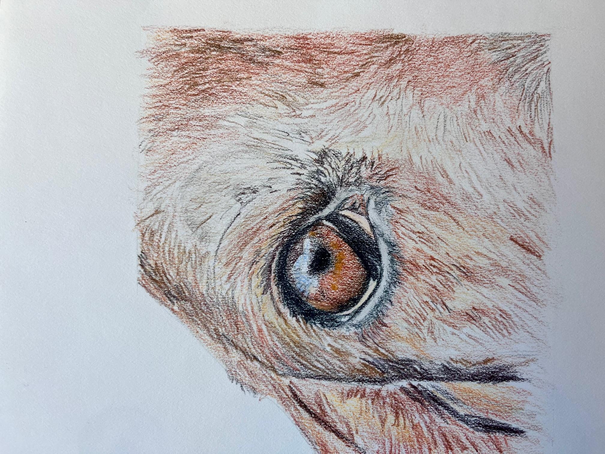 Dog's eye - student project