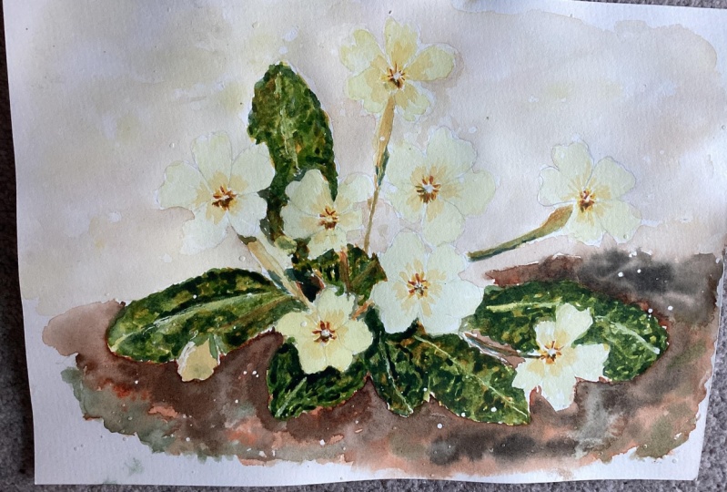 Primroses