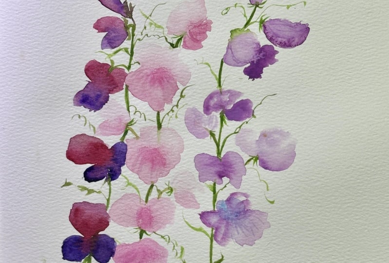 Sweet pea