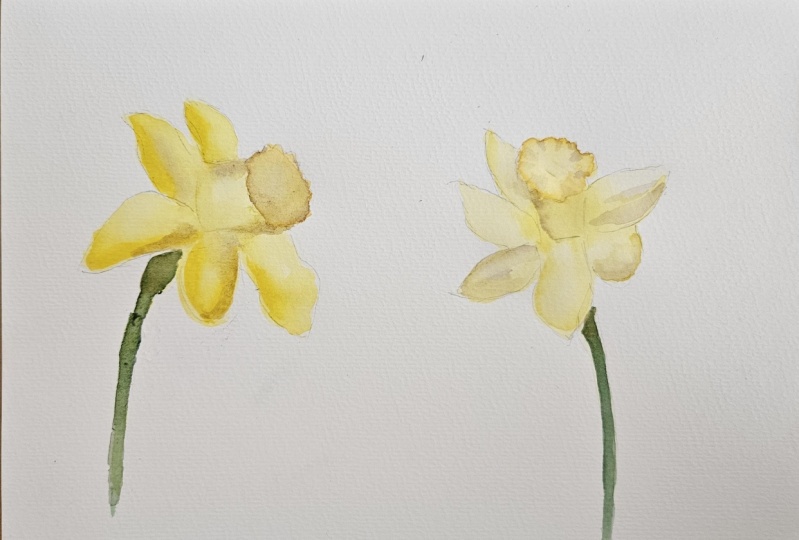 Watercolour Daffodils