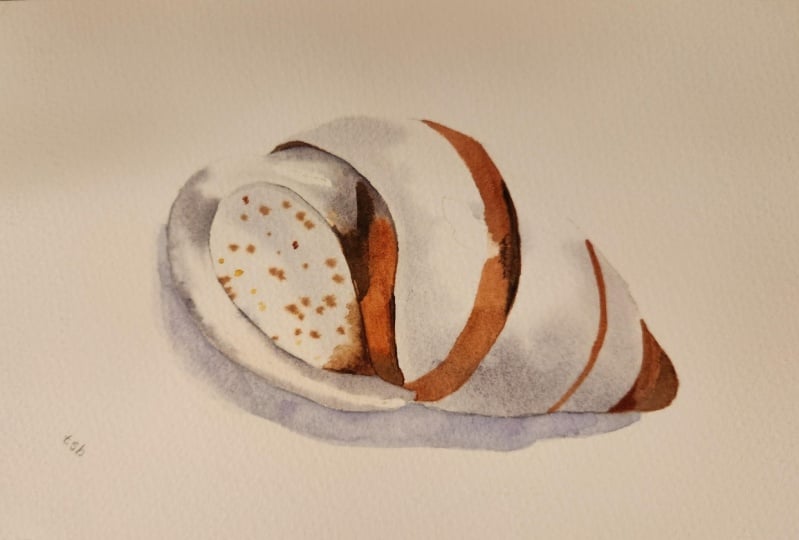 Sea shells