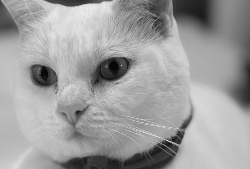 Candy /Black & White