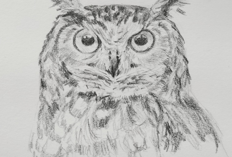 Owl sketch