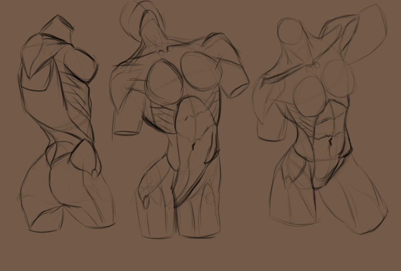 Anatomy