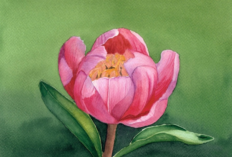 Watercolor Peony