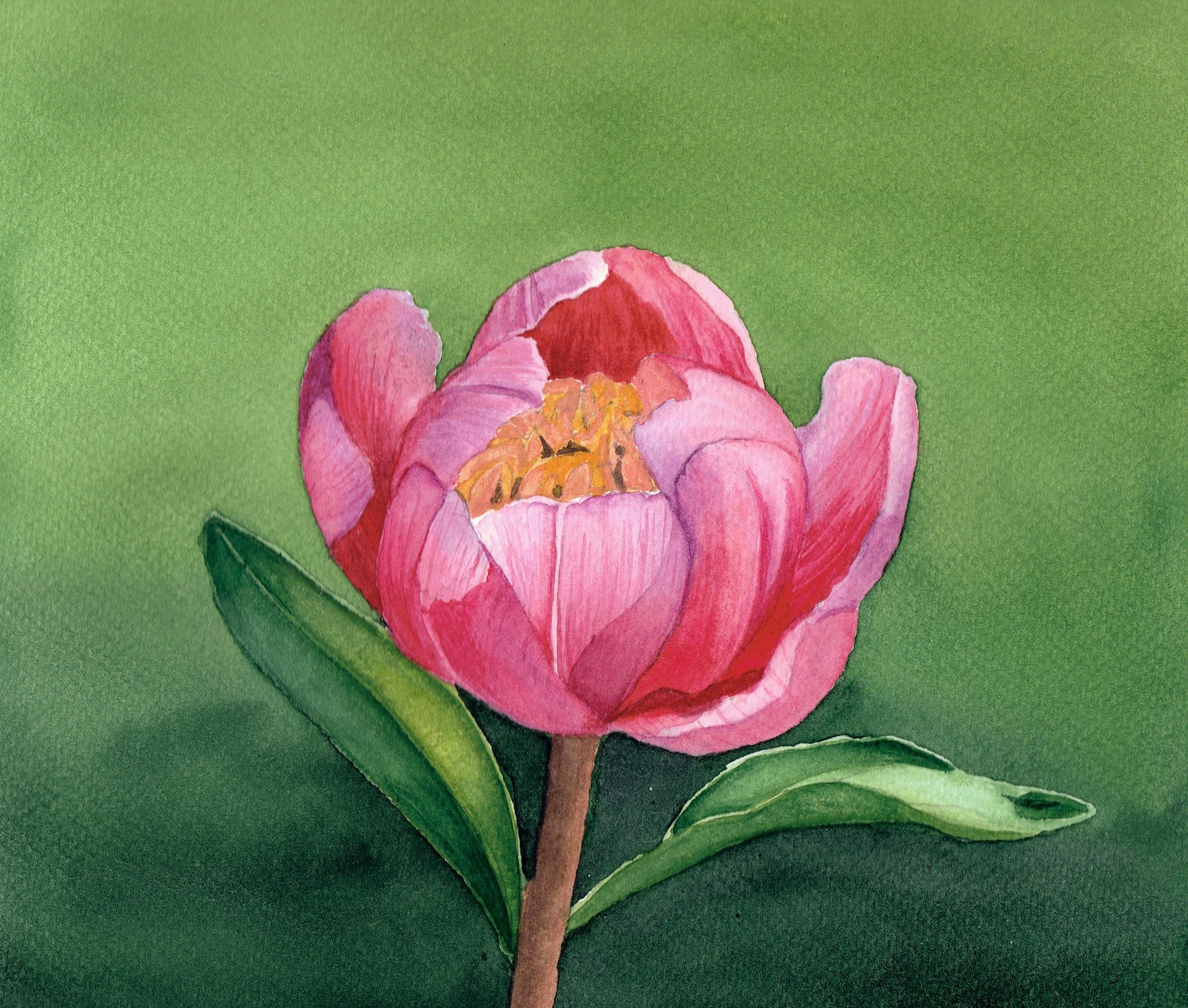 Watercolor Peony - student project
