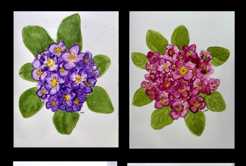 Primrose
