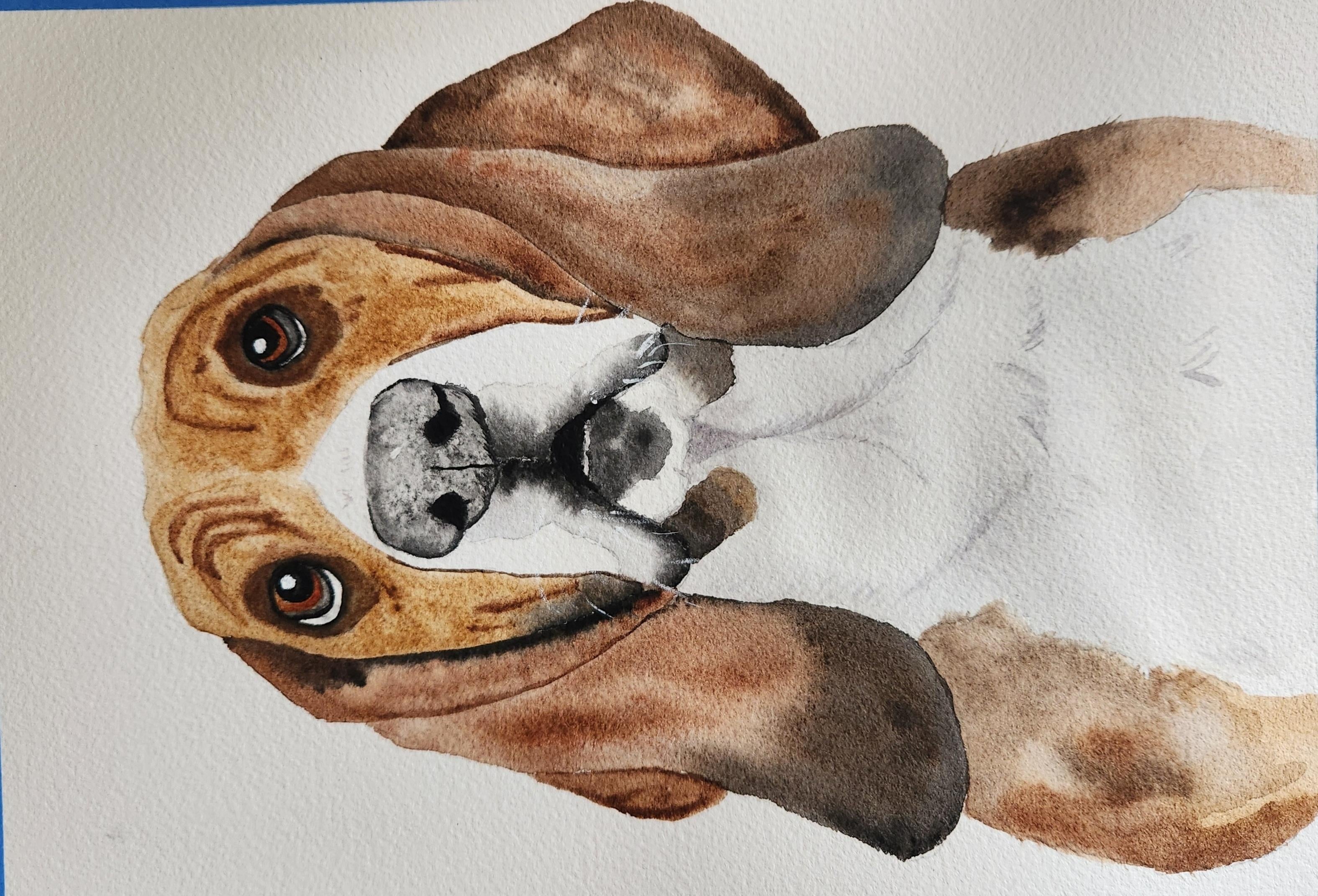 Cute Bassett Hound - student project