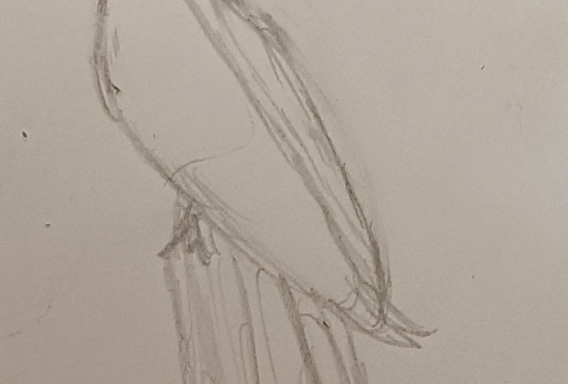 Parrot