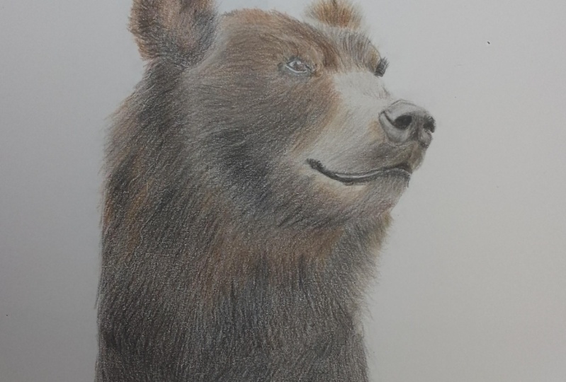 Bear