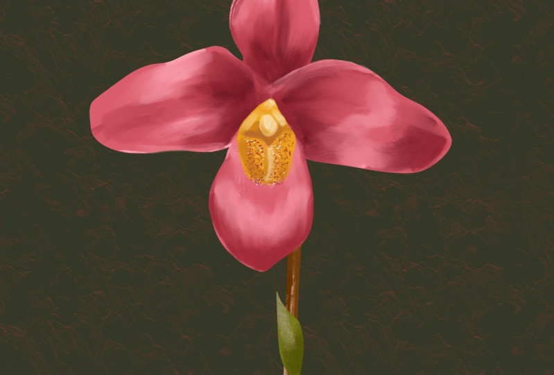 My first orchid
