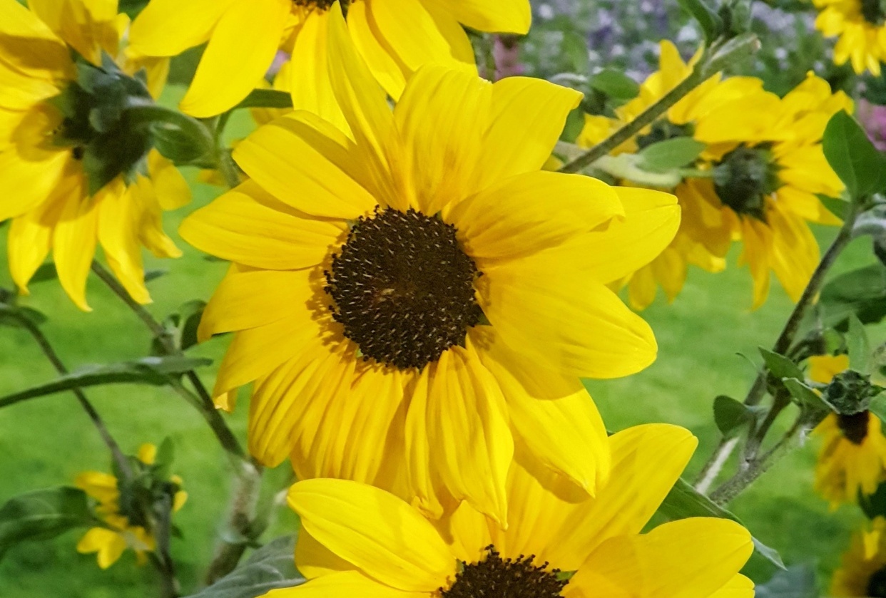 Yellow flower - student project