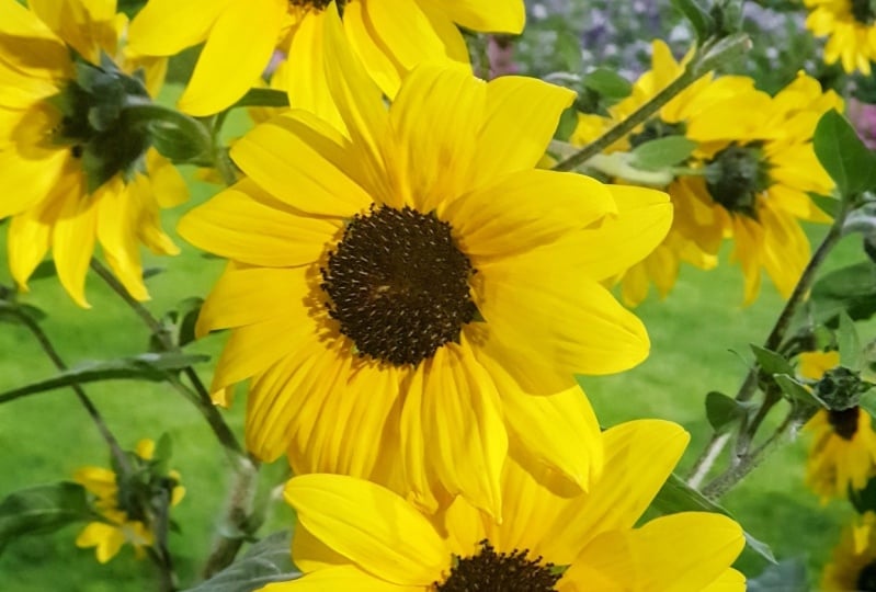Yellow flower