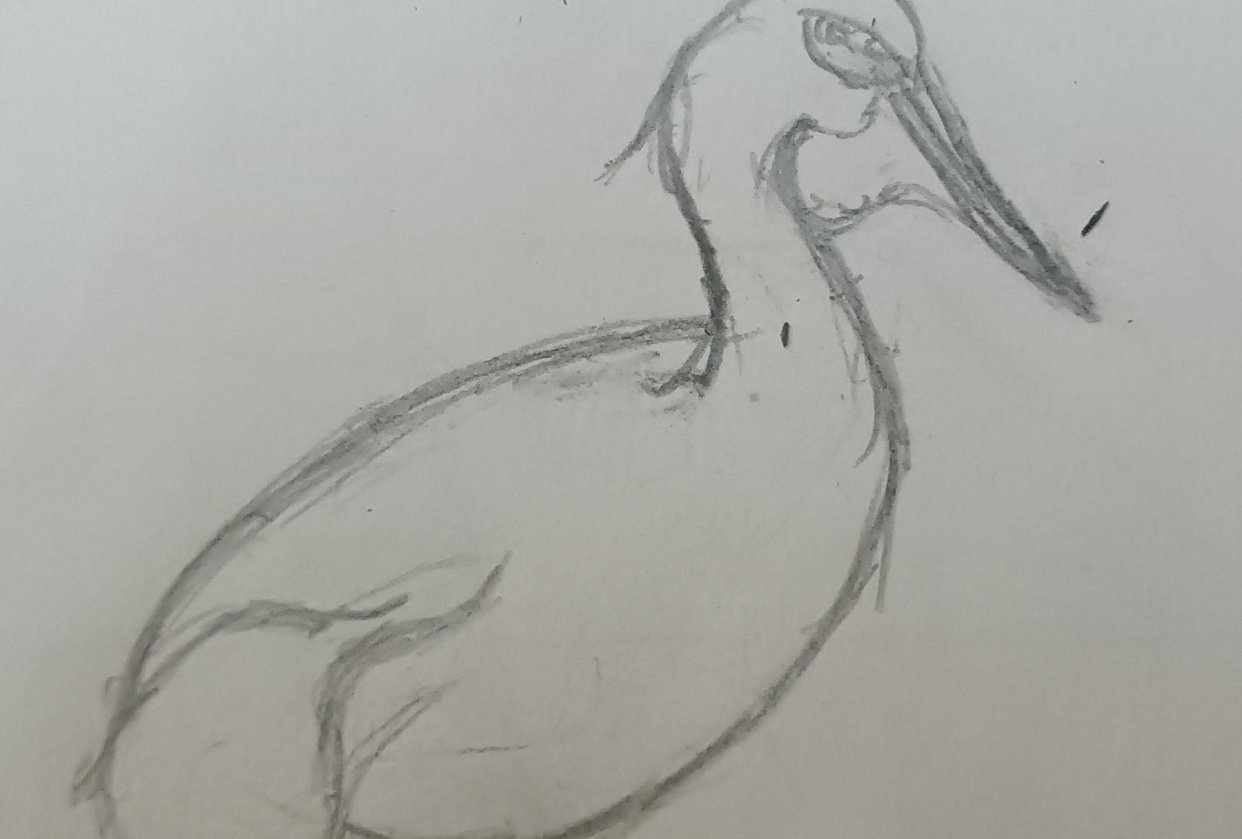 Bird drawing - student project