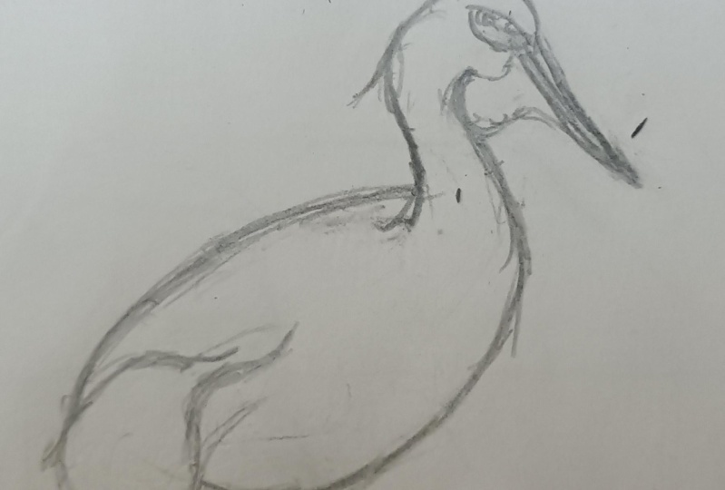 Bird drawing