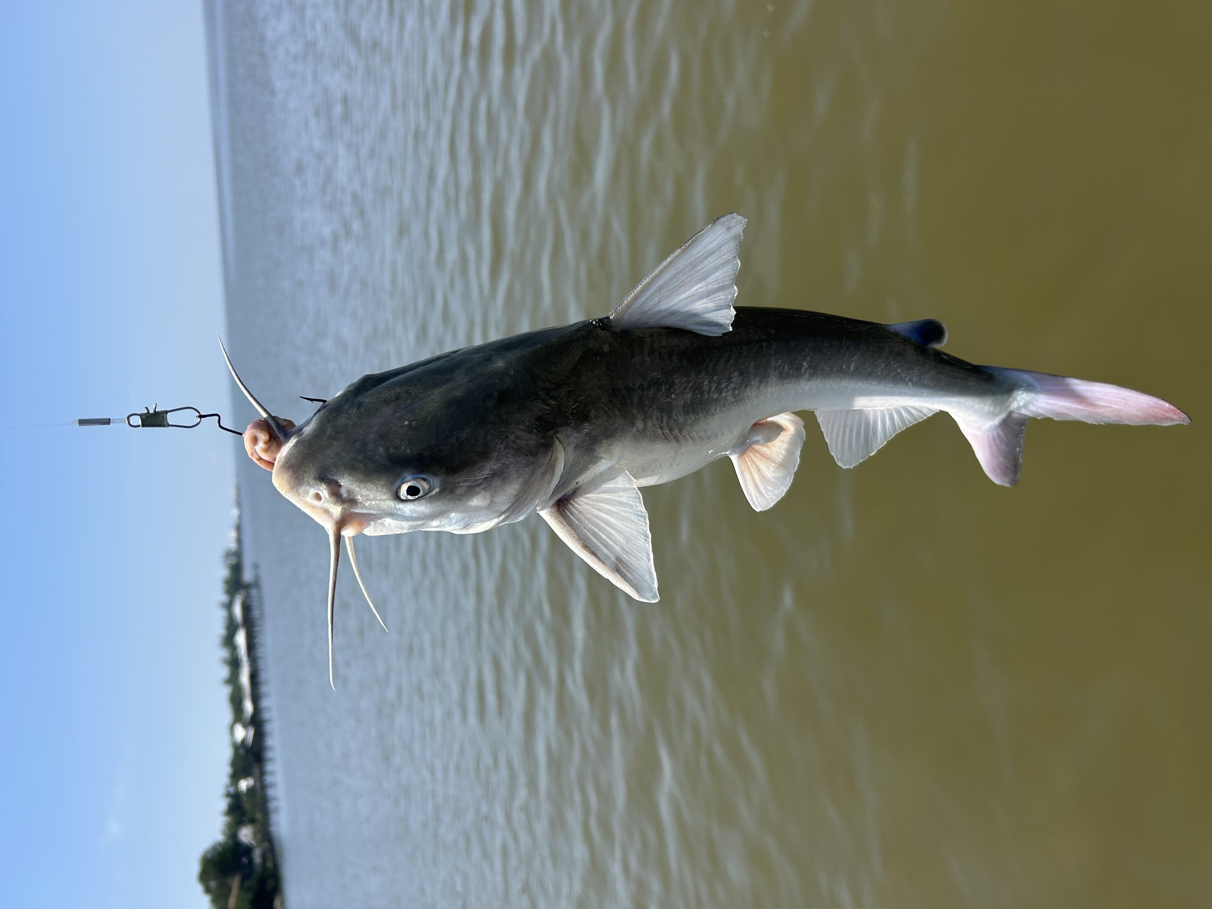 Successful fishing trip - student project