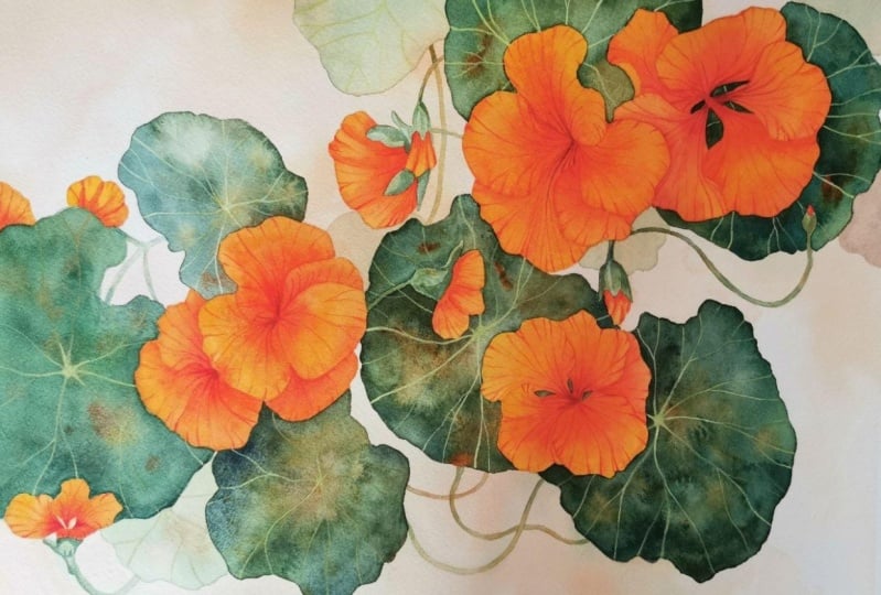 Nasturtium