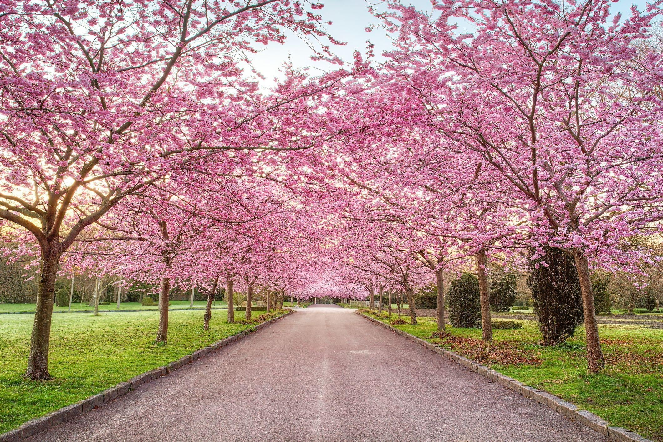 Writing a blog article about cherry blossom trees optimized with SEO - student project