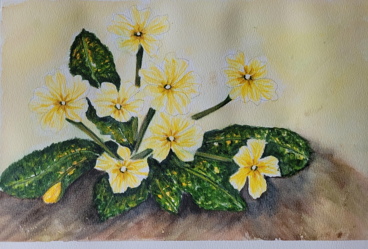 Primrose painting - student project