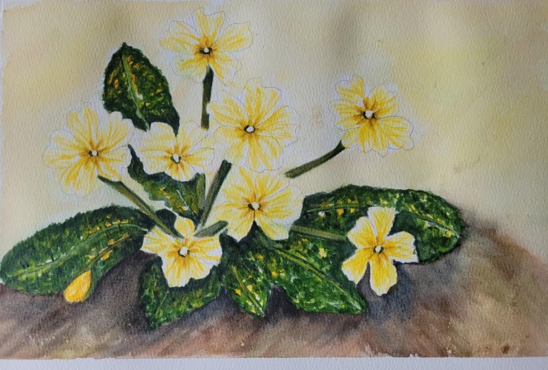 Primrose painting