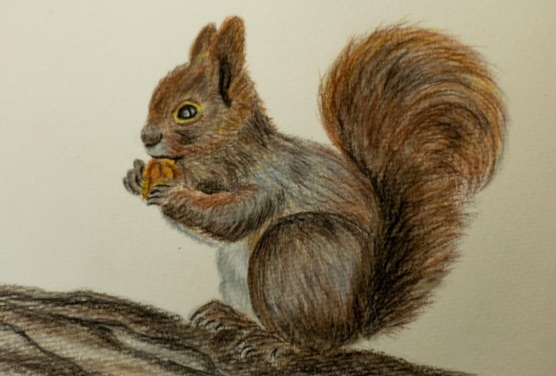 water color  squirrel