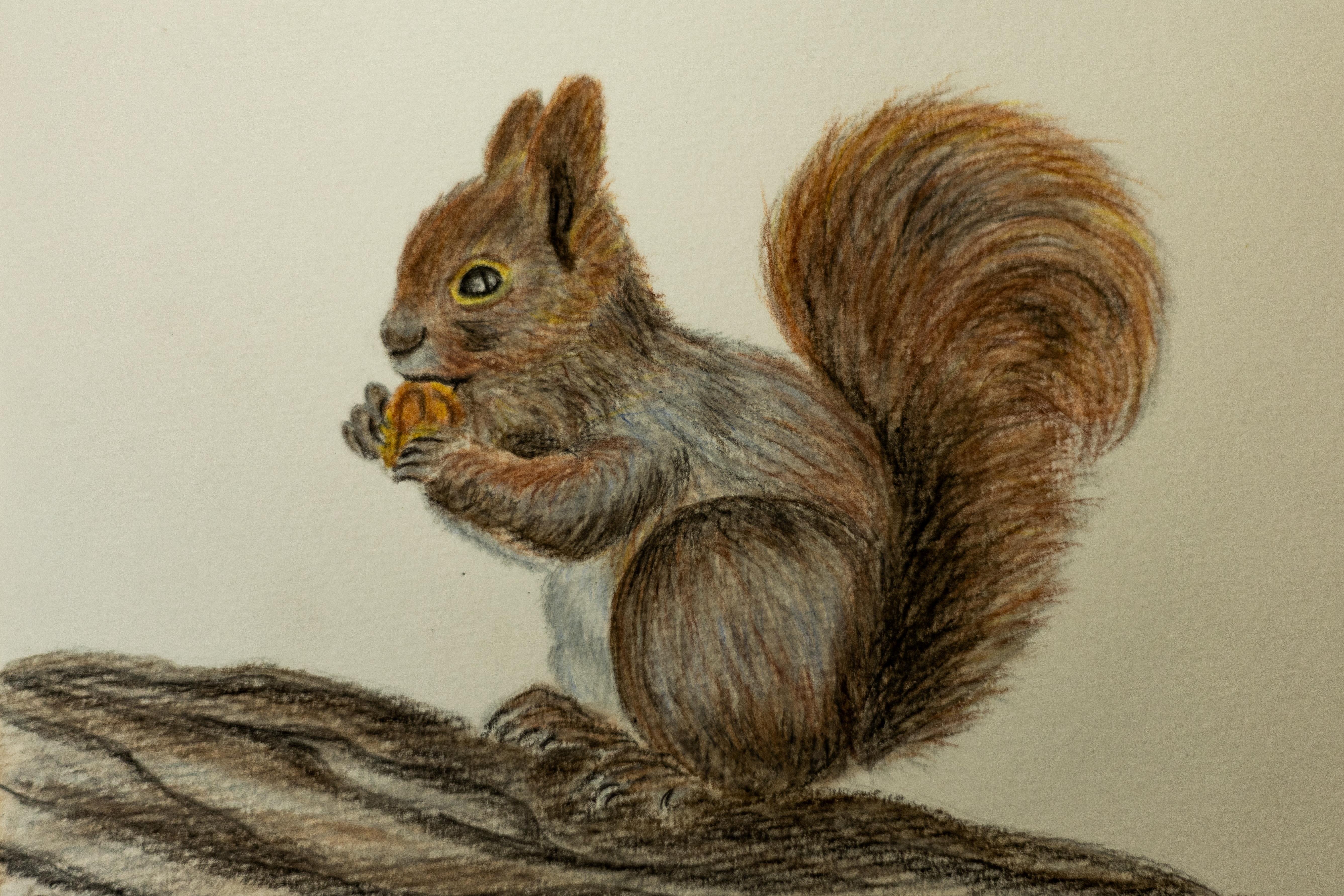 water color  squirrel - student project