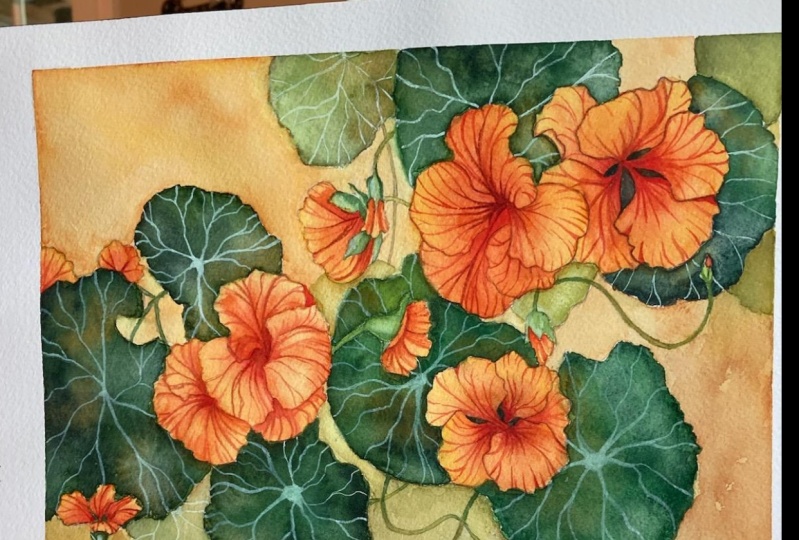 Chris' Nasturtiums