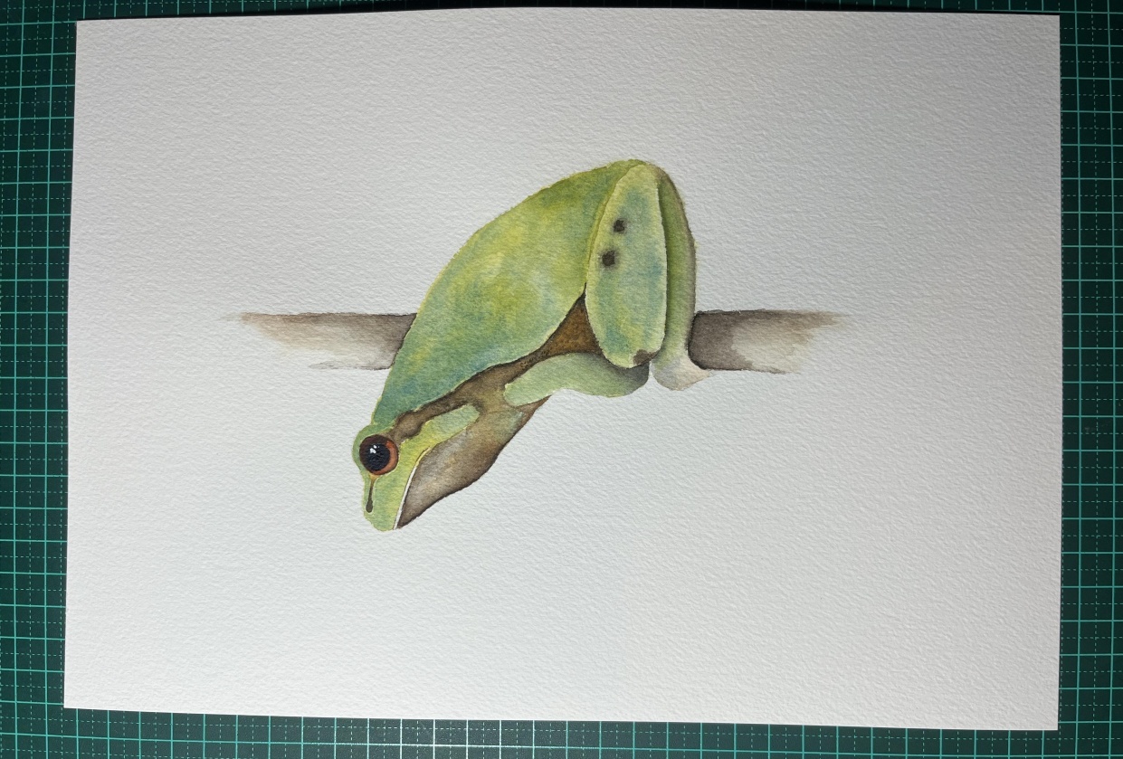 Frog - student project