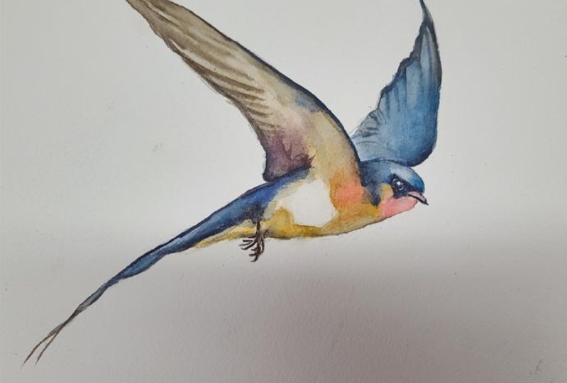 Swallow