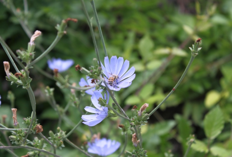 bee on a flower