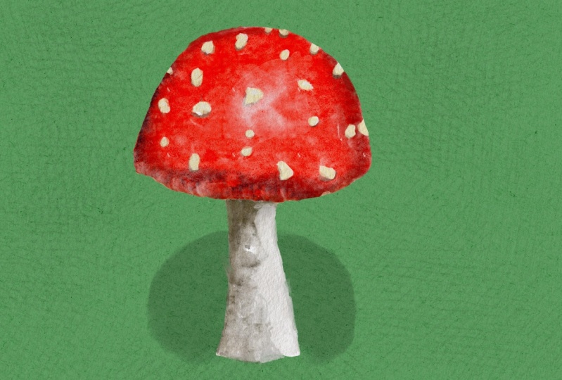 Mushroom