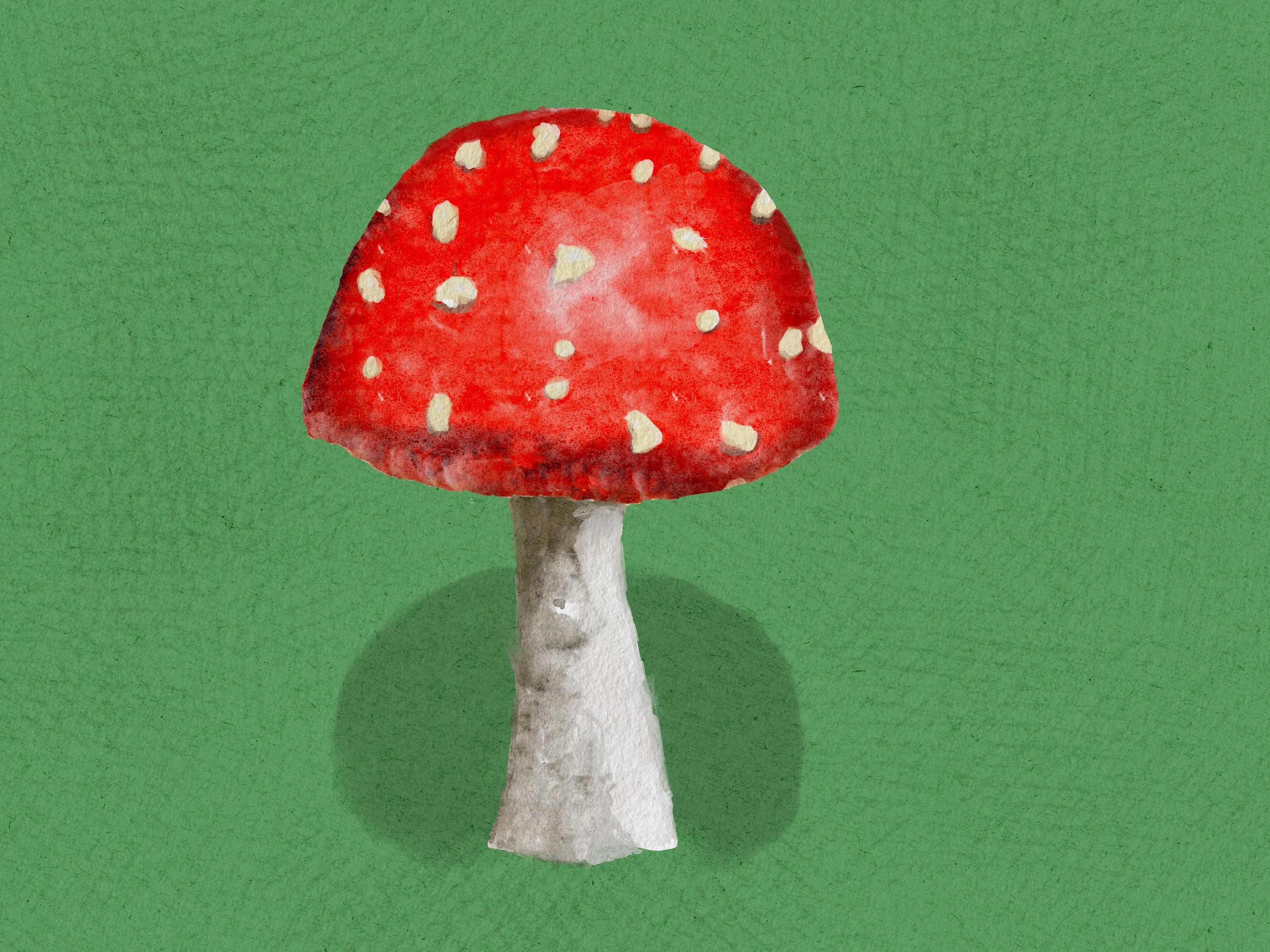 Mushroom - student project