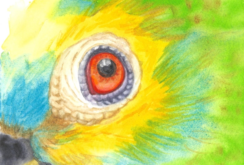 Yeux d'animaux