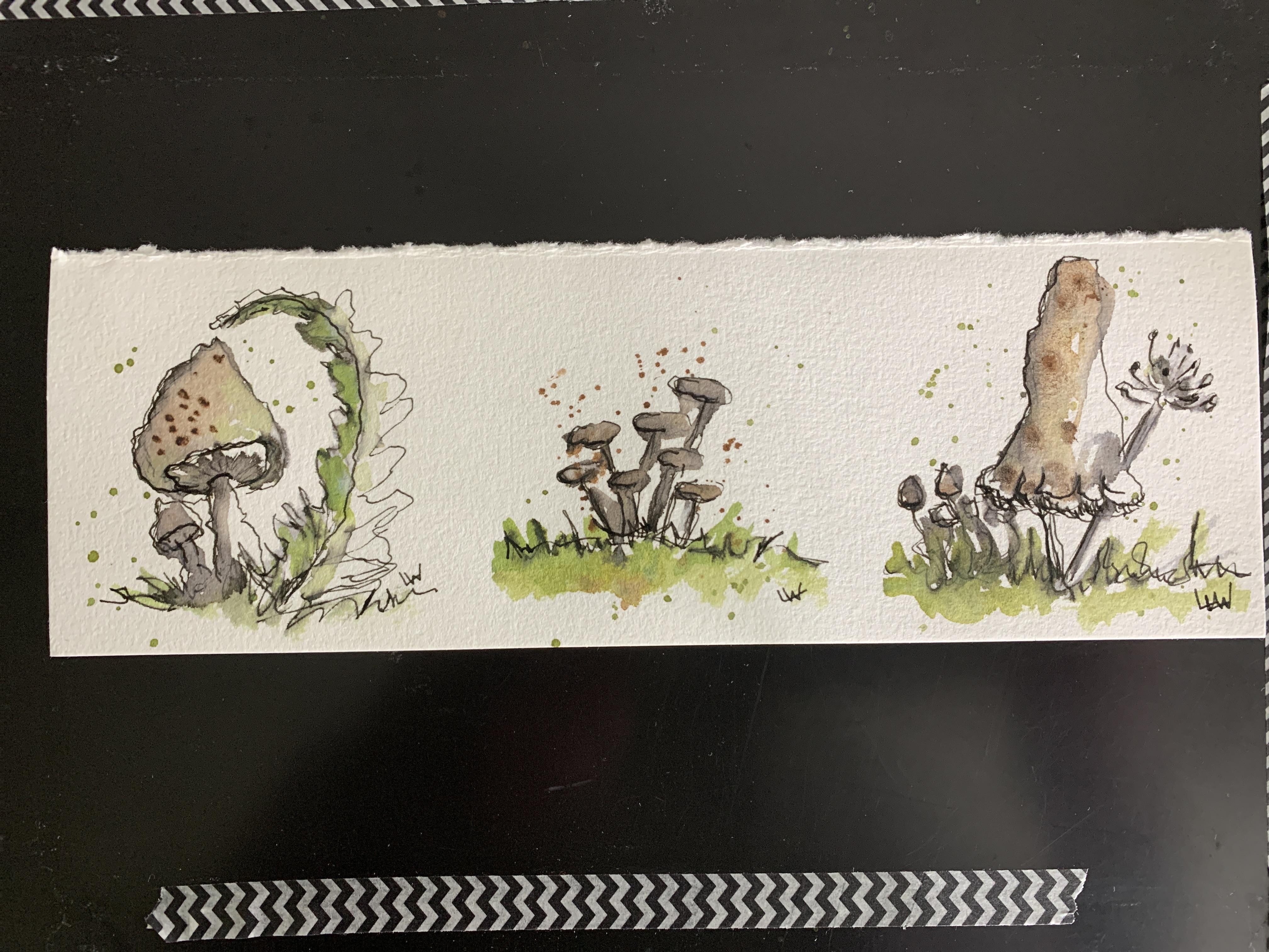 Mushrooms - student project