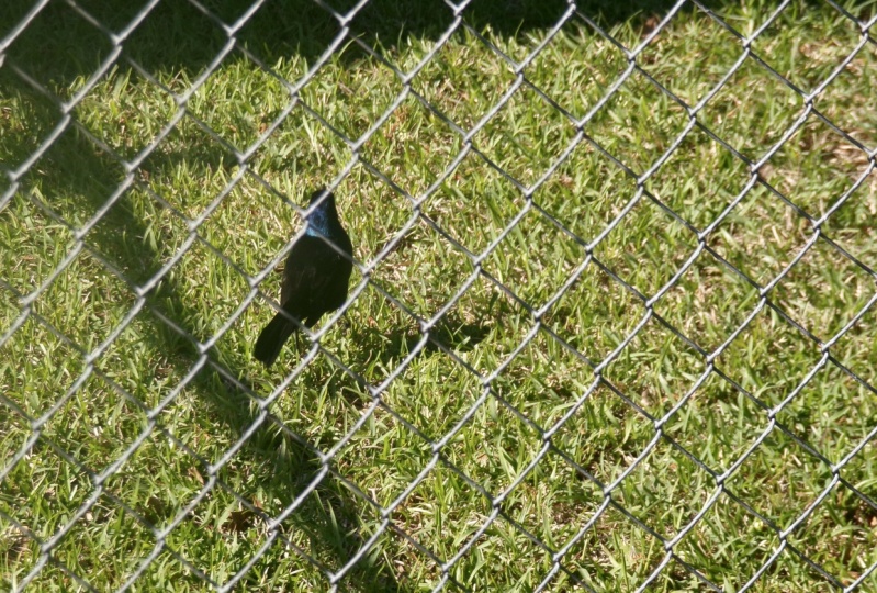 Fredd the Bird