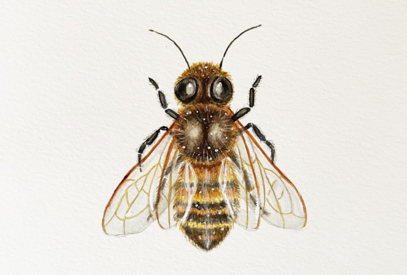 Little Bee
