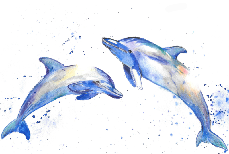 Playful Dolphins