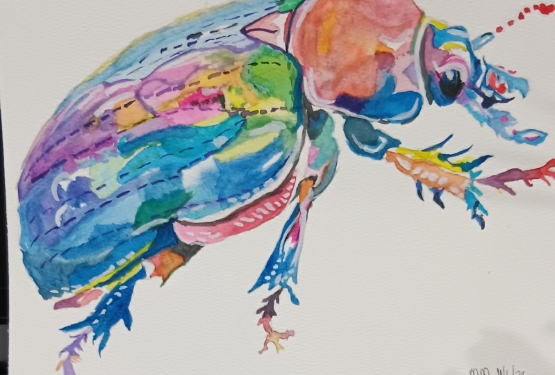 Colourful Beetle