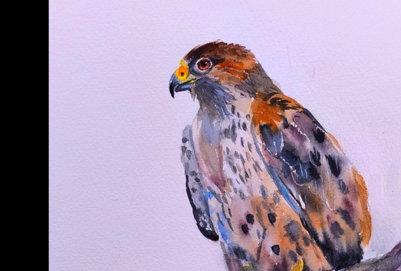 Falcon